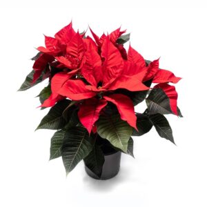 Poinsettia 2025